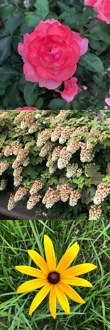 バラと紫陽花