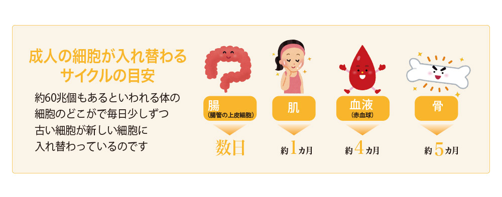 細胞が入れ替わるサイクル