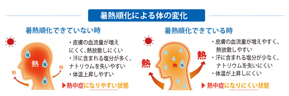 暑熱順化による体の変化