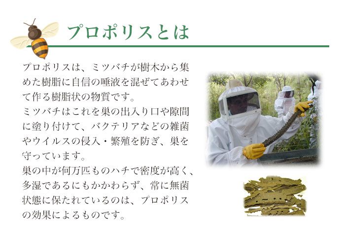 プロポリスはミツバチが樹木から集めた樹脂と唾液からできたもの